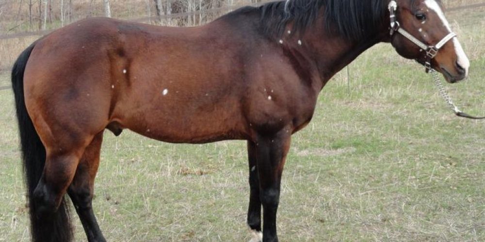 Min første Hesteblog af Hestepigen