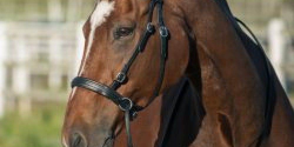Før du køber en hest